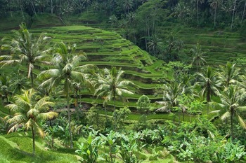 Bali scenery